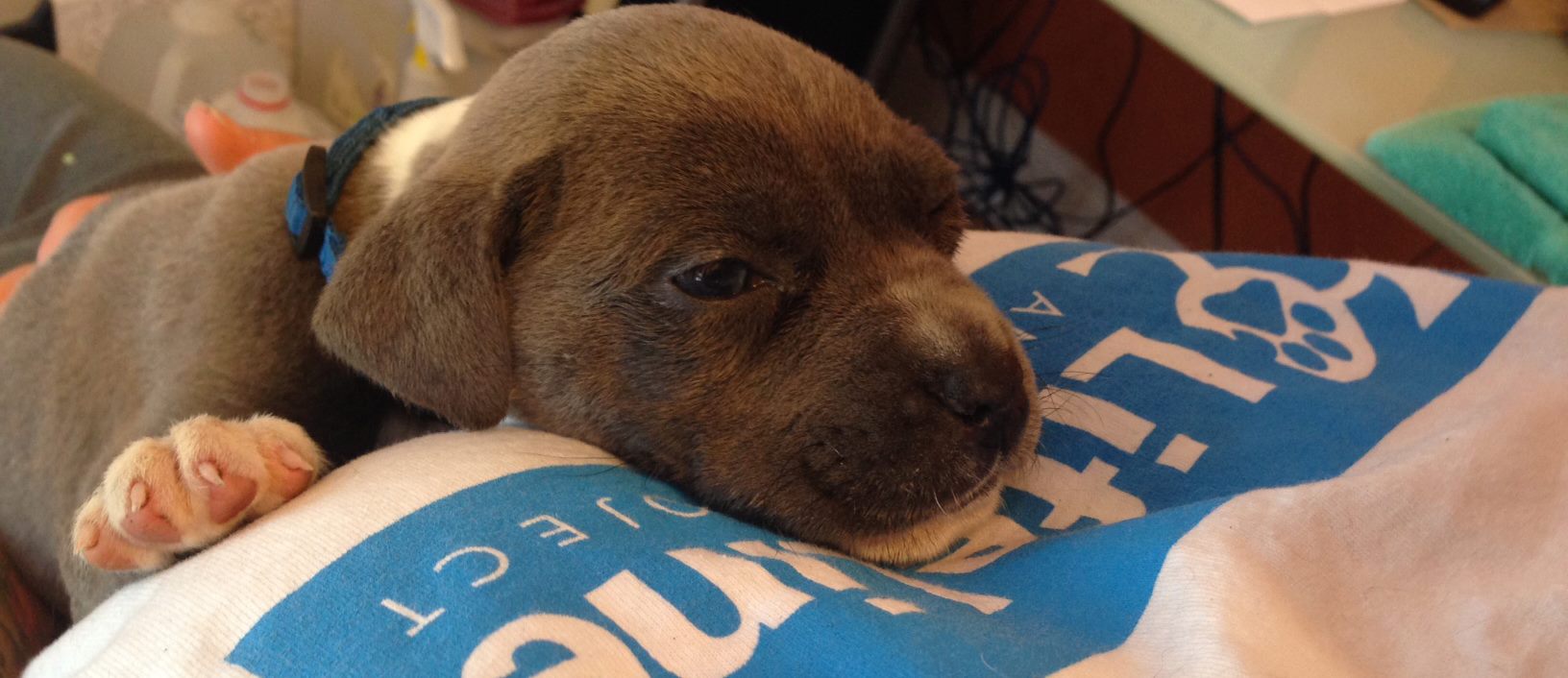 LifeLine Animal Project