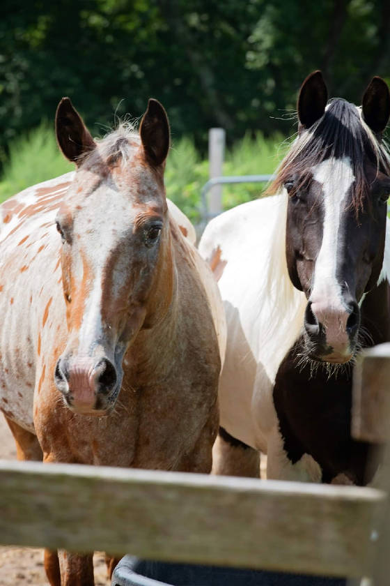 Healing With Horses at WildRose Horse Farm