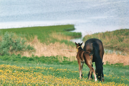 Peaceful Ponies Foundation